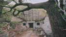 pine tree on the rock