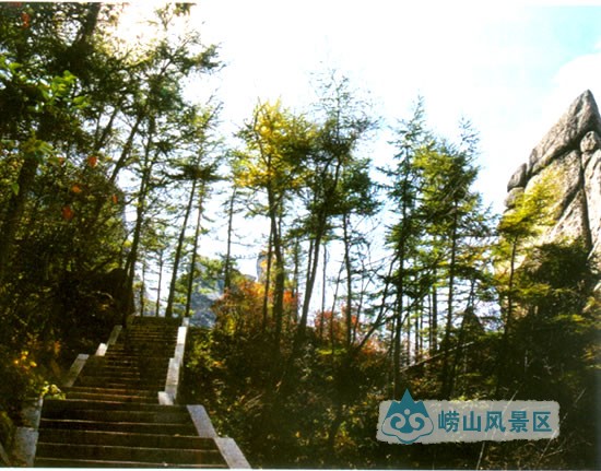 【崂山林场】 国营崂山林场始建于1950年3月,初为山东省立崂山林场,受省农业厅和南海专署双重领导,青岛市代管,场部设李村。1951年改属青岛市城建局。1953年划归青岛市农林处,1955年场部迁北九水。1956年改名为青岛市崂山林场,隶属青岛市农林处,1963年归属崂山县。1964年场部迁大河东,与华楼宫林场合并,1982年场部迁李村老鸦岭。崂山林场下设崂东、北九水、流清河、太清宫、夏庄5个营林管理区,总面积113945亩,其中成林地72388亩。
