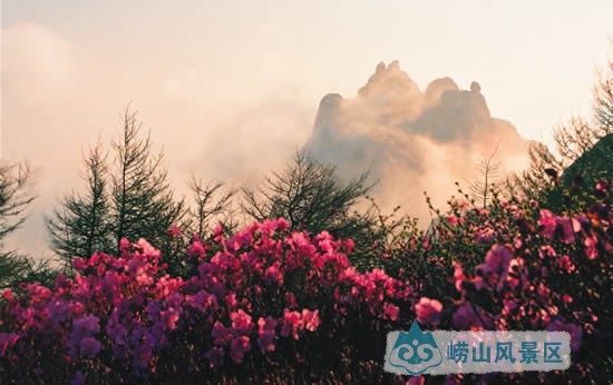 杜鹃属杜鹃花科。崂山野生有两种:一种名尖叶杜鹃,又名映山红,多生于山坡、林下及灌木丛中,在巨峰北坡有大片自然分布,满山遍野,十分壮观。明霞洞外西山有一株老杜鹃树,高大健旺,花开烂漫,为崂山之一奇。另一种名小花杜鹃,初夏开白花,又名照山白,唯不多见。